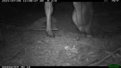 Equus asinus