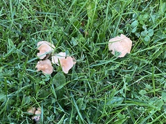 Marasmius collinus