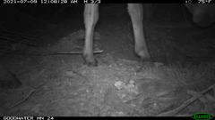 Equus asinus