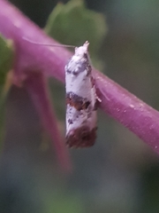 Neocochylis hybridella