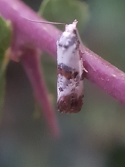 Neocochylis hybridella