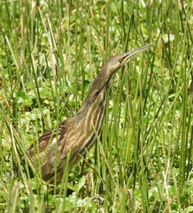 Botaurus lentiginosus image