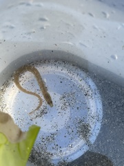 Apodichthys flavidus