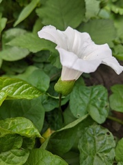 Calystegia × lucana