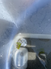 Apodichthys flavidus