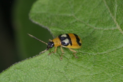 Diabrotica biannularis