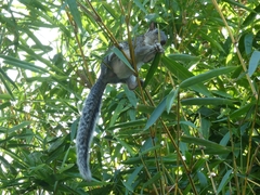 Sciurus variegatoides