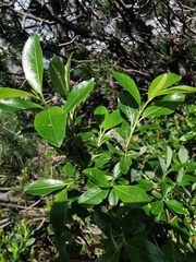 Salix waldsteiniana