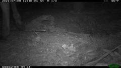 Equus asinus