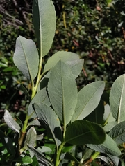 Salix waldsteiniana