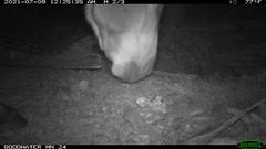 Equus asinus