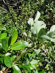 Salix waldsteiniana