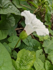 Calystegia × lucana