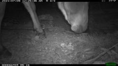 Equus asinus