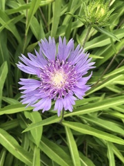 Stokesia
