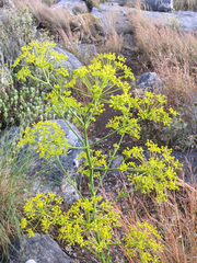 Opopanax hispidus