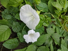 Calystegia × lucana