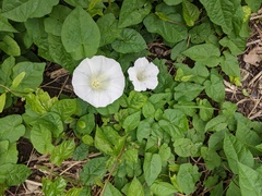 Calystegia × lucana