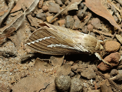 Abantiades latipennis