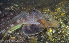 Prionotus carolinus