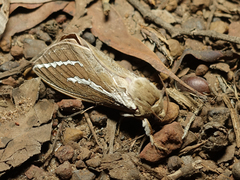 Abantiades latipennis