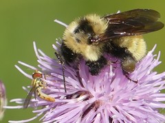Bombus fervidus