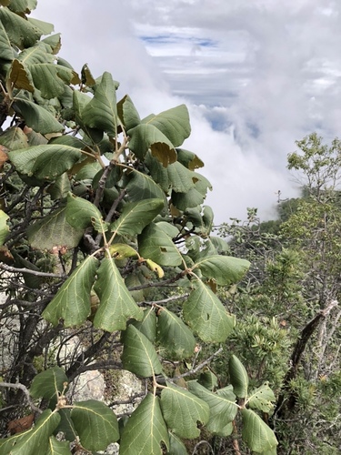 Quercus urbani