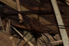 Leiobunum euserratipalpe