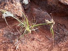 Cyperus marlothii