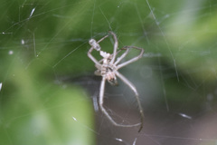 Mecynogea lemniscata