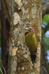 Picus vittatus