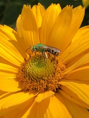 Agapostemon