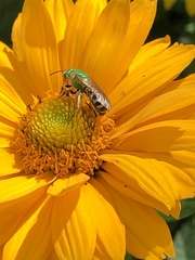 Agapostemon