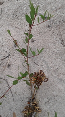 Acacia longifolia sophorae