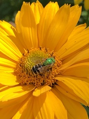 Agapostemon