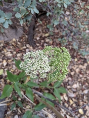 Angelica scabrida