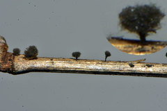 Coremiella cubispora