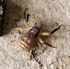Xysticus texanus
