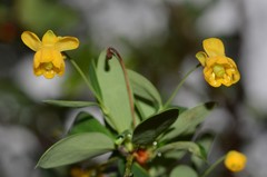 Berberis trigona