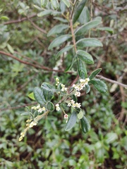 Rhus pachyrrhachis