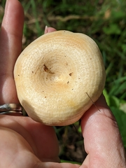 Lactarius maculatipes