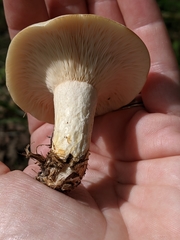Lactarius maculatipes