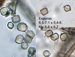 Coremiella cubispora