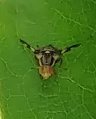 Rhagoletis pomonella