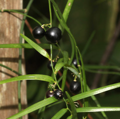 Geitonoplesium cymosum