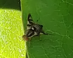 Rhagoletis pomonella