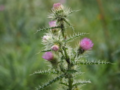 Cirsium eatonii clokeyi
