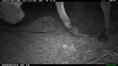 Equus asinus
