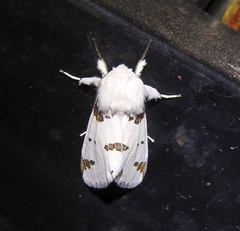 Euerythra trimaculata