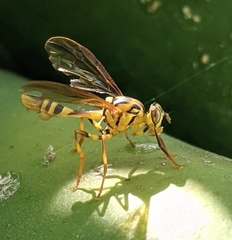 Toxotrypana curvicauda